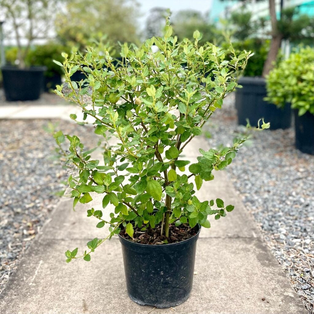 Ceanothus arboreus - Bush