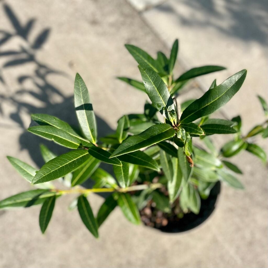 Osmanthus decorus - Image 2
