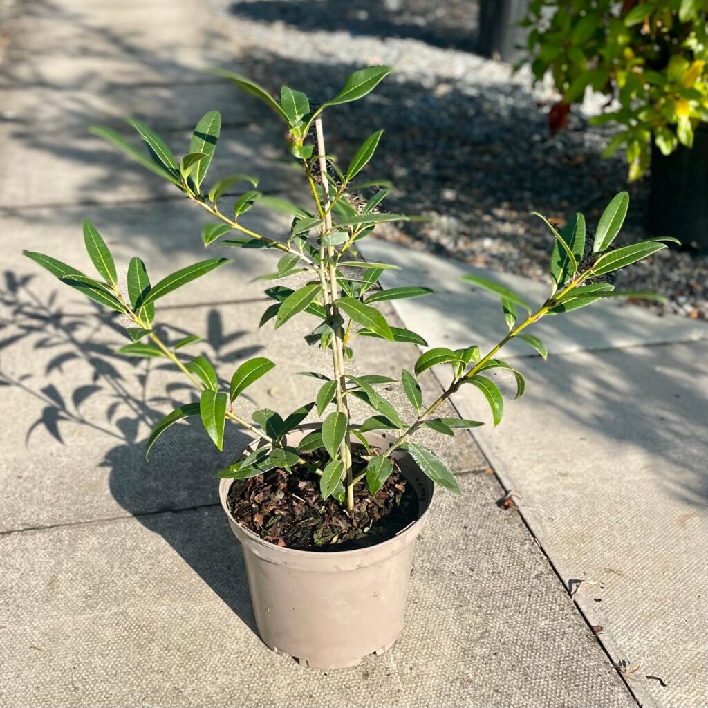 Osmanthus decorus