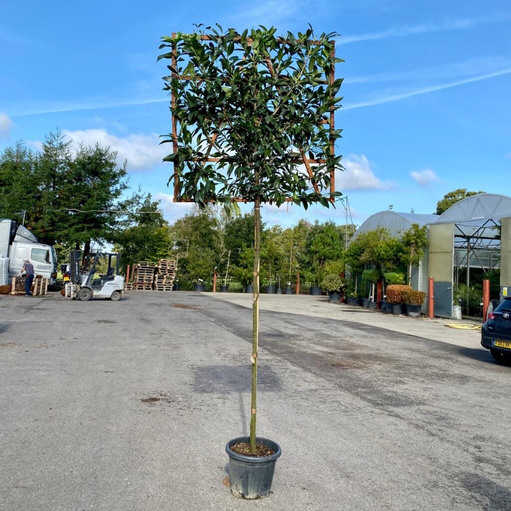 Prunus laurocerasus 'Novita' - Pleached