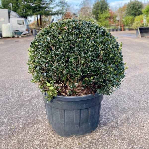 Osmanthus heterophyllus - Balls (ME1)