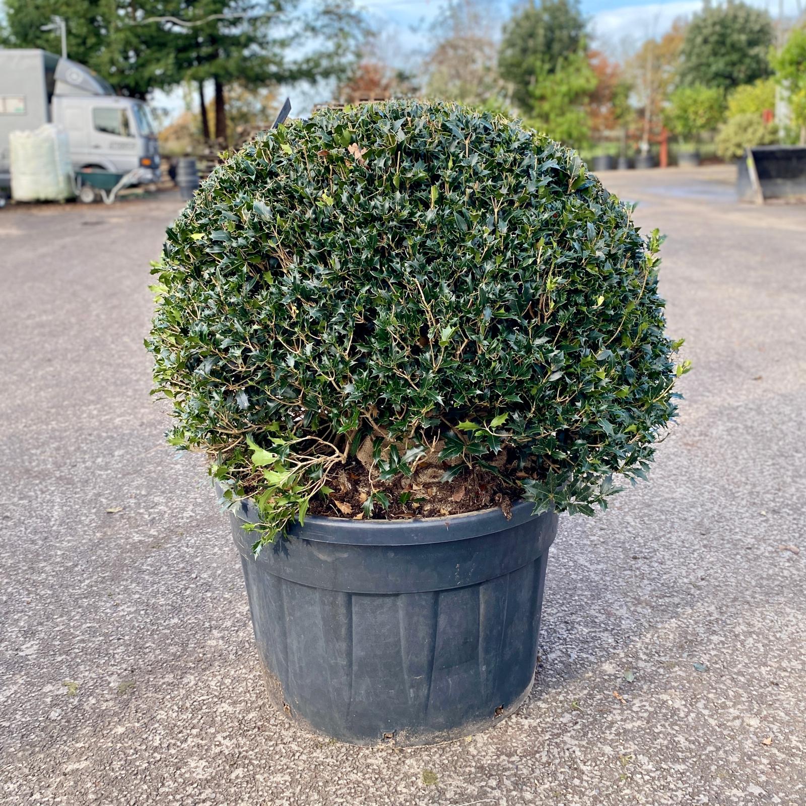 Osmanthus heterophyllus - Balls