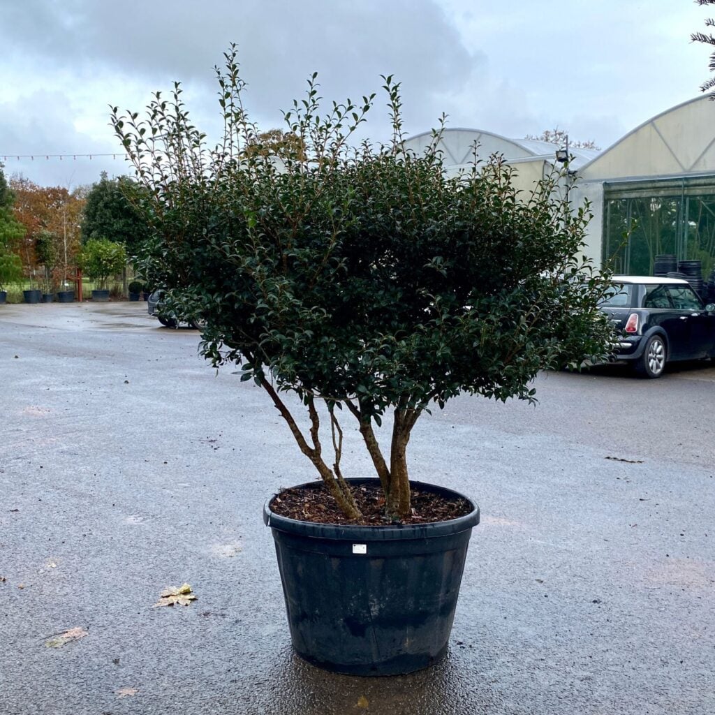 Osmanthus x burkwoodii - Multi Stems - Image 4