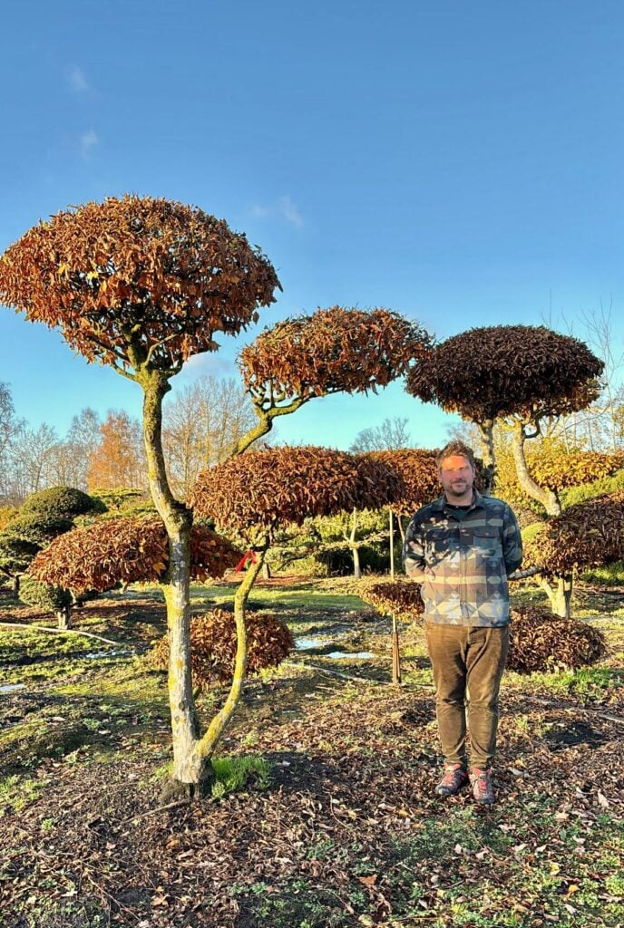 Topiary Inspiration Mood Board