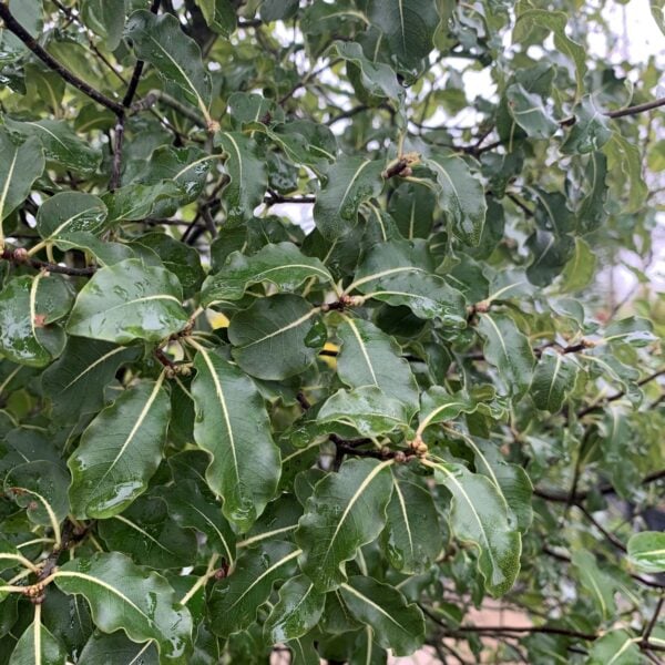 Pittosporum tenuifolium 'Abbotsbury Gold'  (P1)