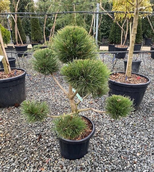 Pinus nigra - Niwaki (TH1, BR1)