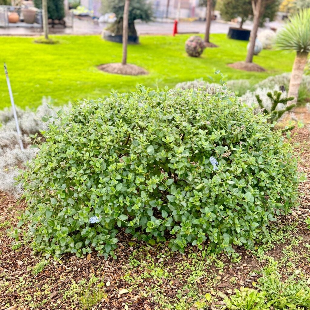 Ceanothus arboreus - Bush - Image 2