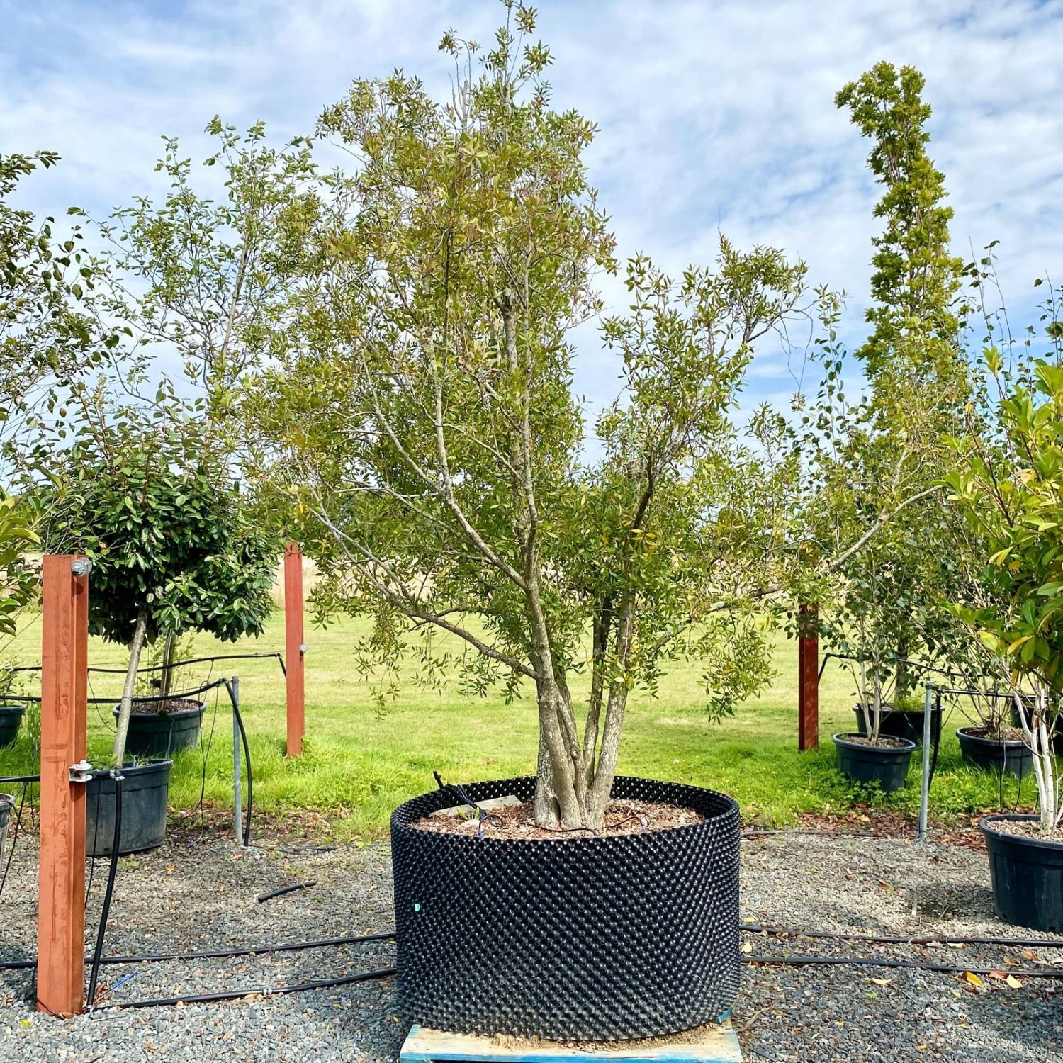 Maytenus boaria - Multi Stems