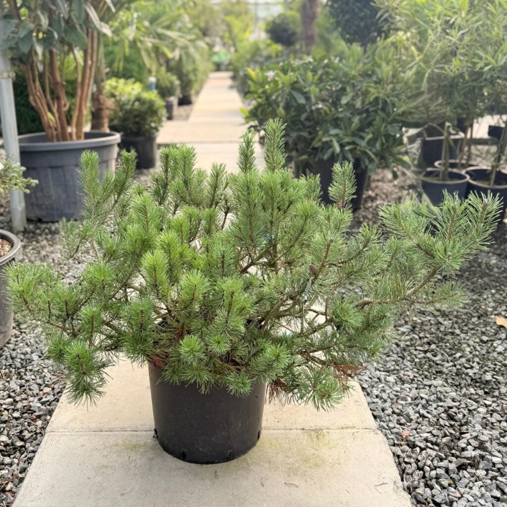 Pinus mugo 'Mughus'