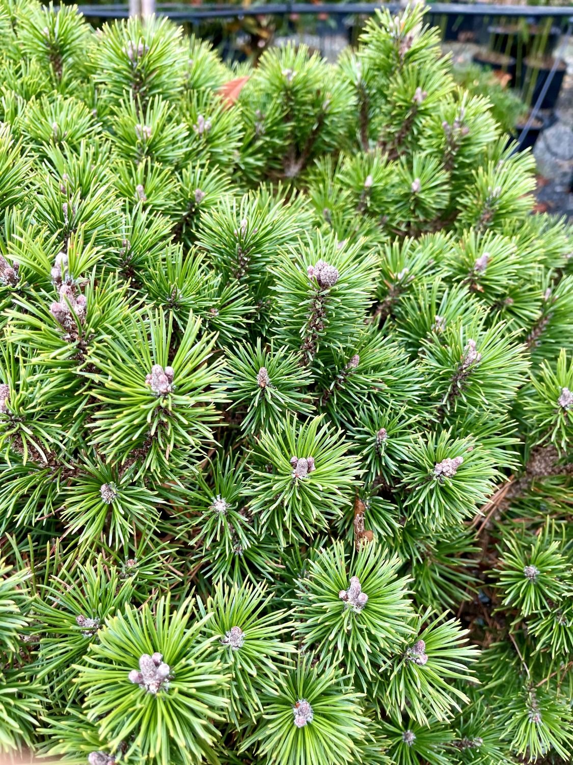 Pinus mugo 'Mughus' - Image 2