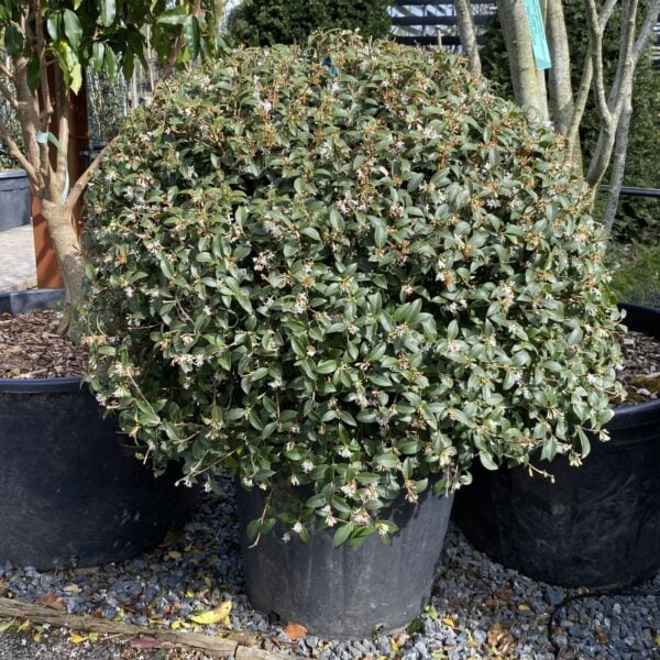 Osmanthus x burkwoodii - Balls (ME1)
