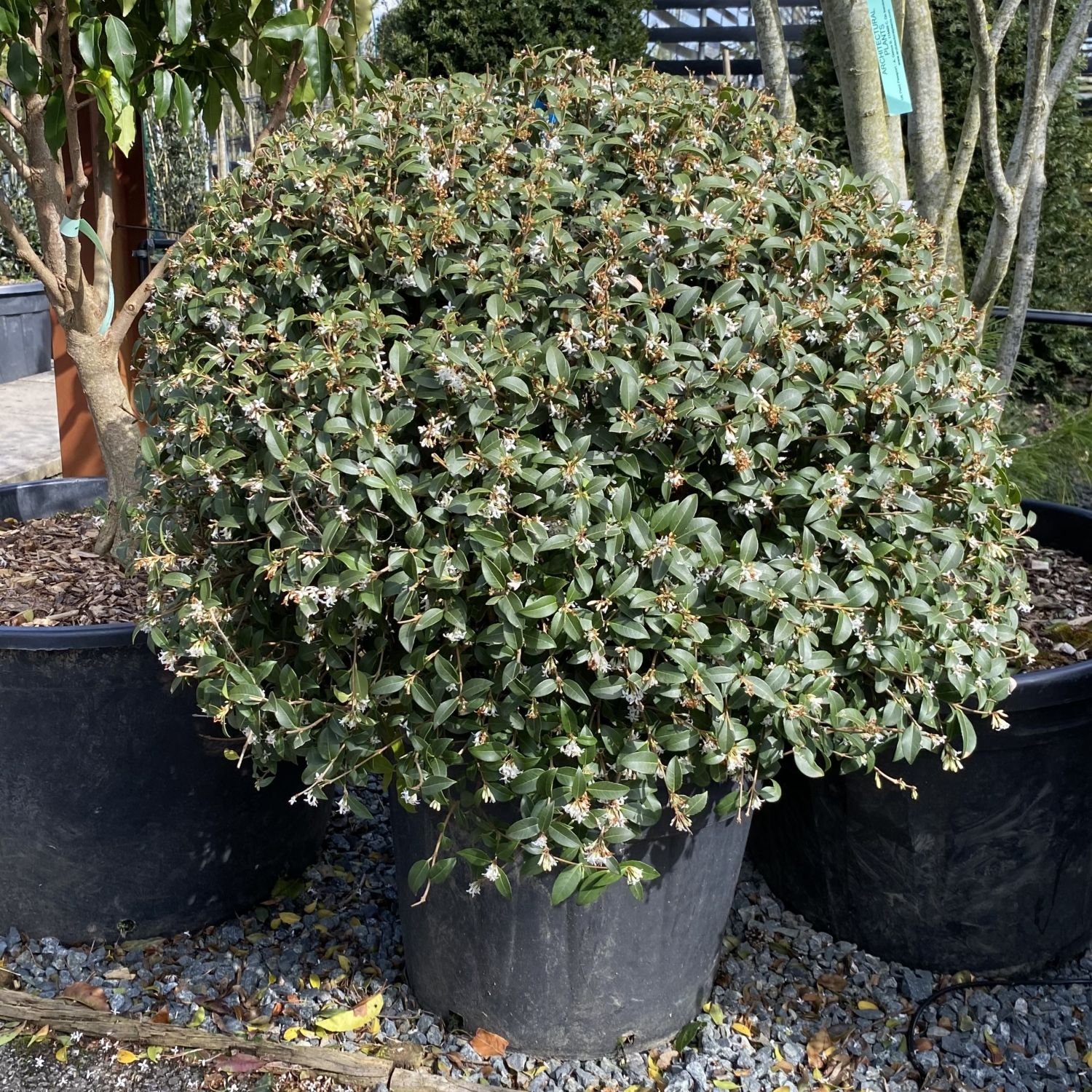 Osmanthus x burkwoodii - Balls