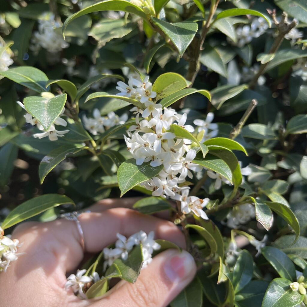 Osmanthus x burkwoodii - Multi Stems - Image 5