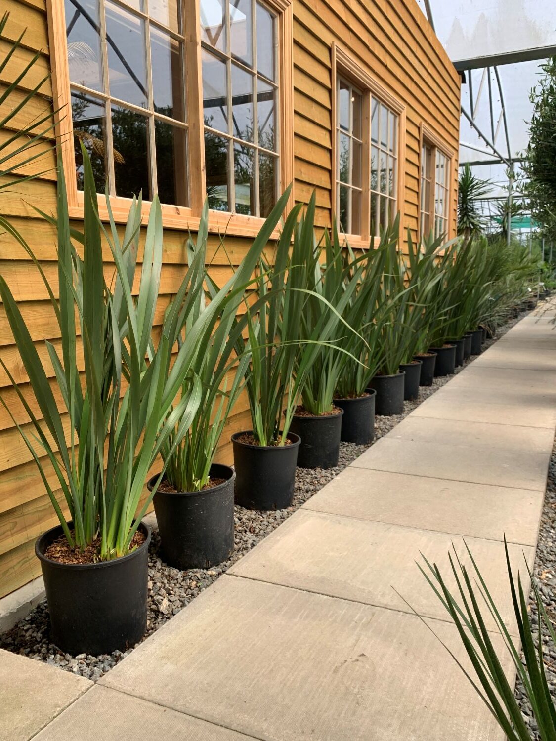 Phormium tenax - Image 3