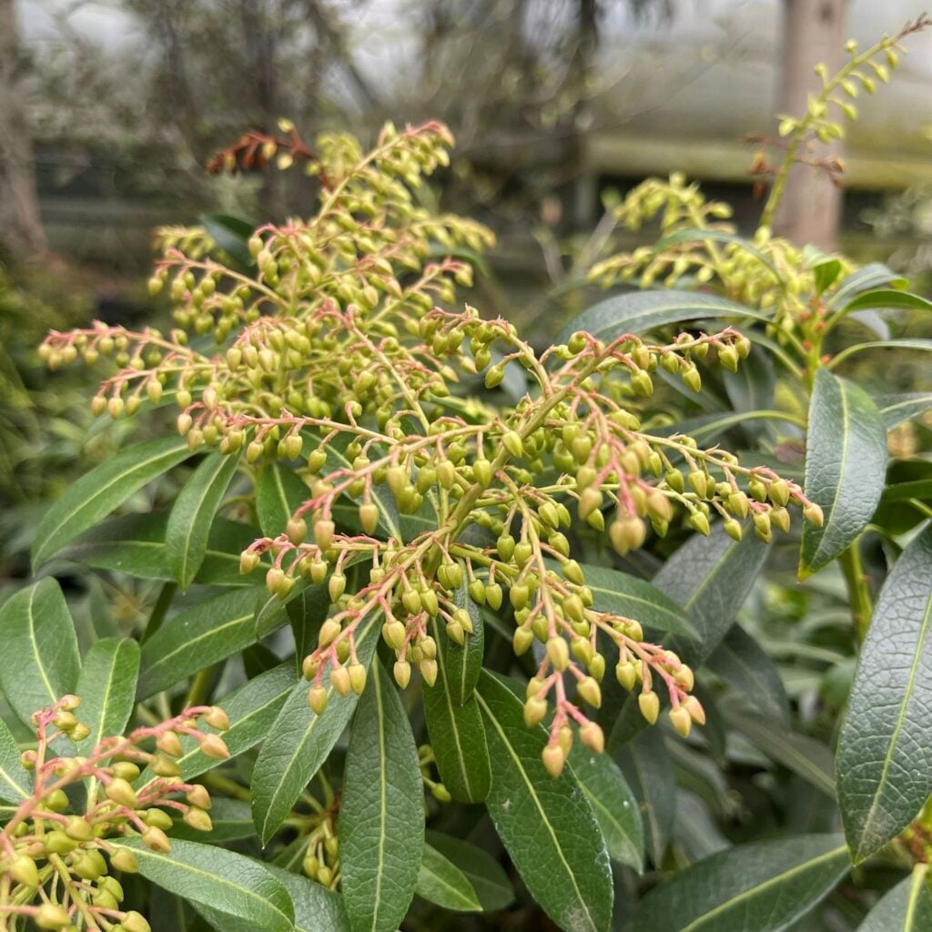Pieris 'Forest Flame'