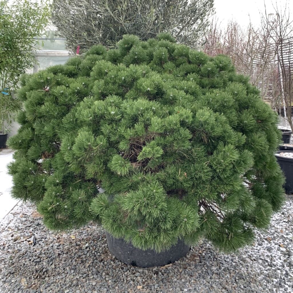 Pinus mugo 'Brevifolia'