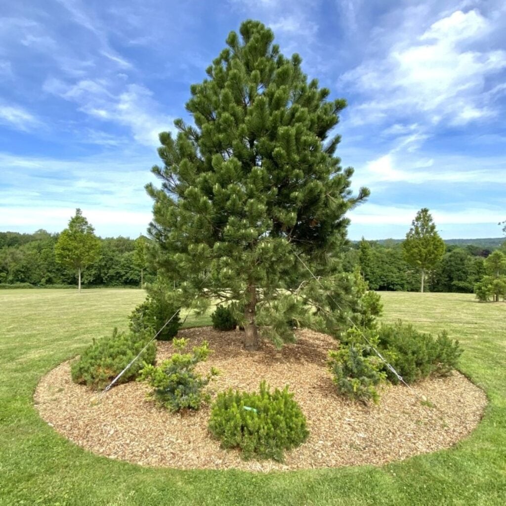 Pinus nigra
