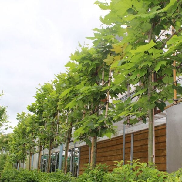 Platanus x hispanica - Pleached (V1,INT1, CAV1)