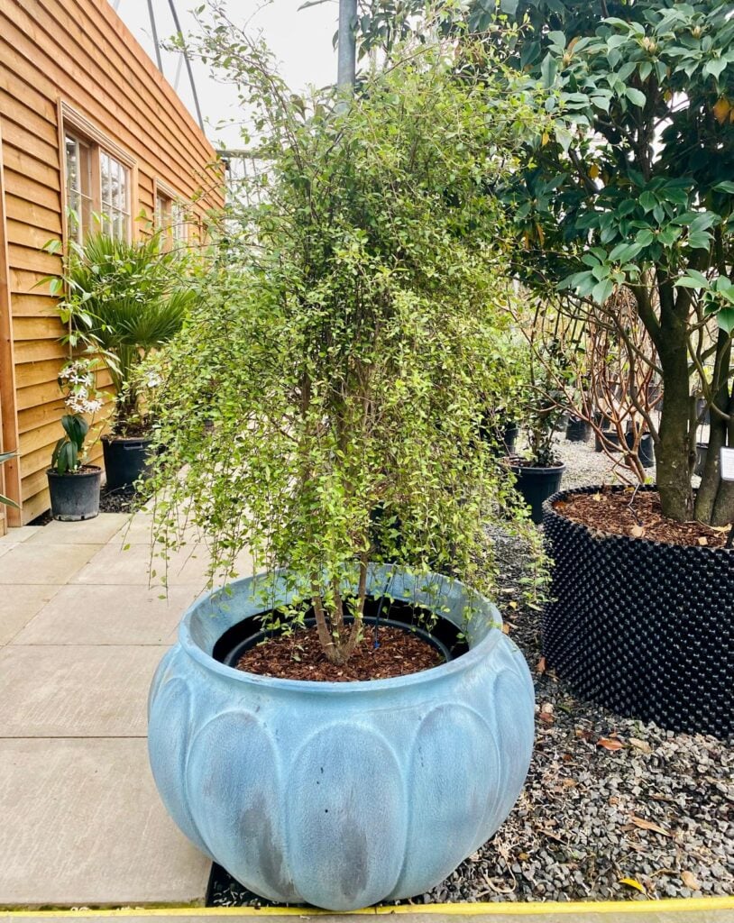 Pots Inspiration Mood Board