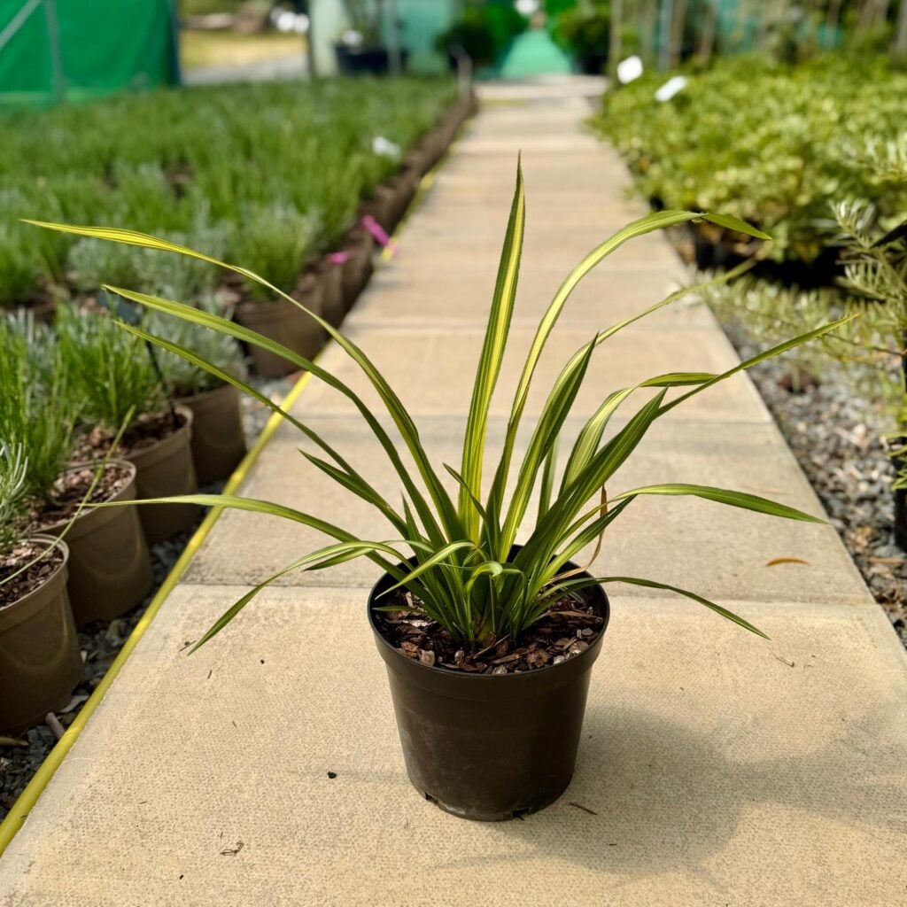 Phormium tenax 'Yellow Wave' - Image 2