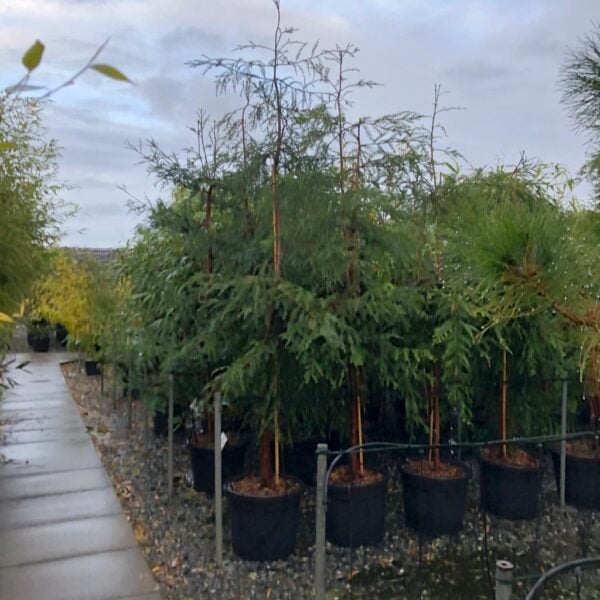 Sequoia sempervirens (SHM1,HGUK).