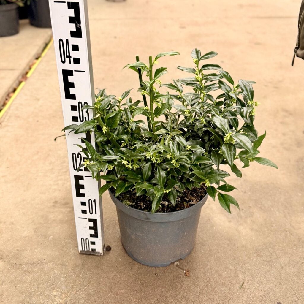 Sarcococca confusa - Image 2