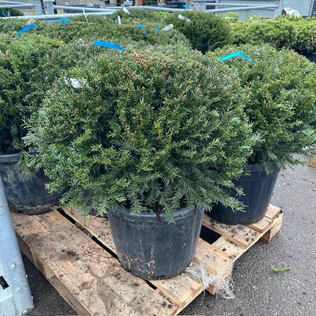 Taxus baccata - Pillows - Image 3