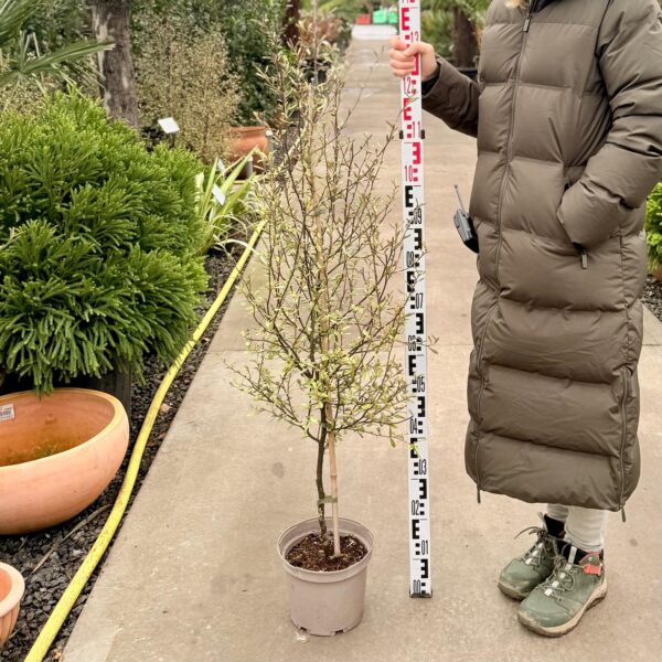 Corokia virgata 'Sunsplash' (HGUK)