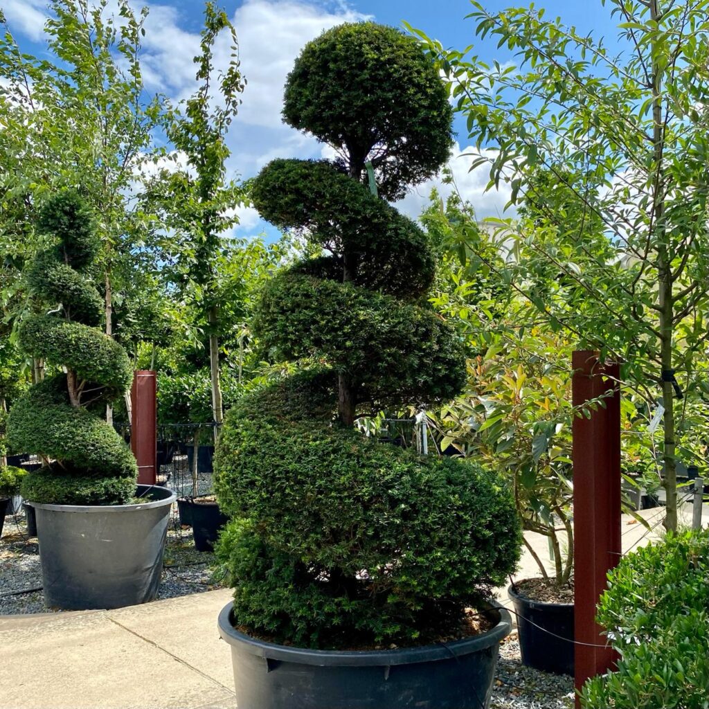 Taxus baccata - Topiary - Image 2
