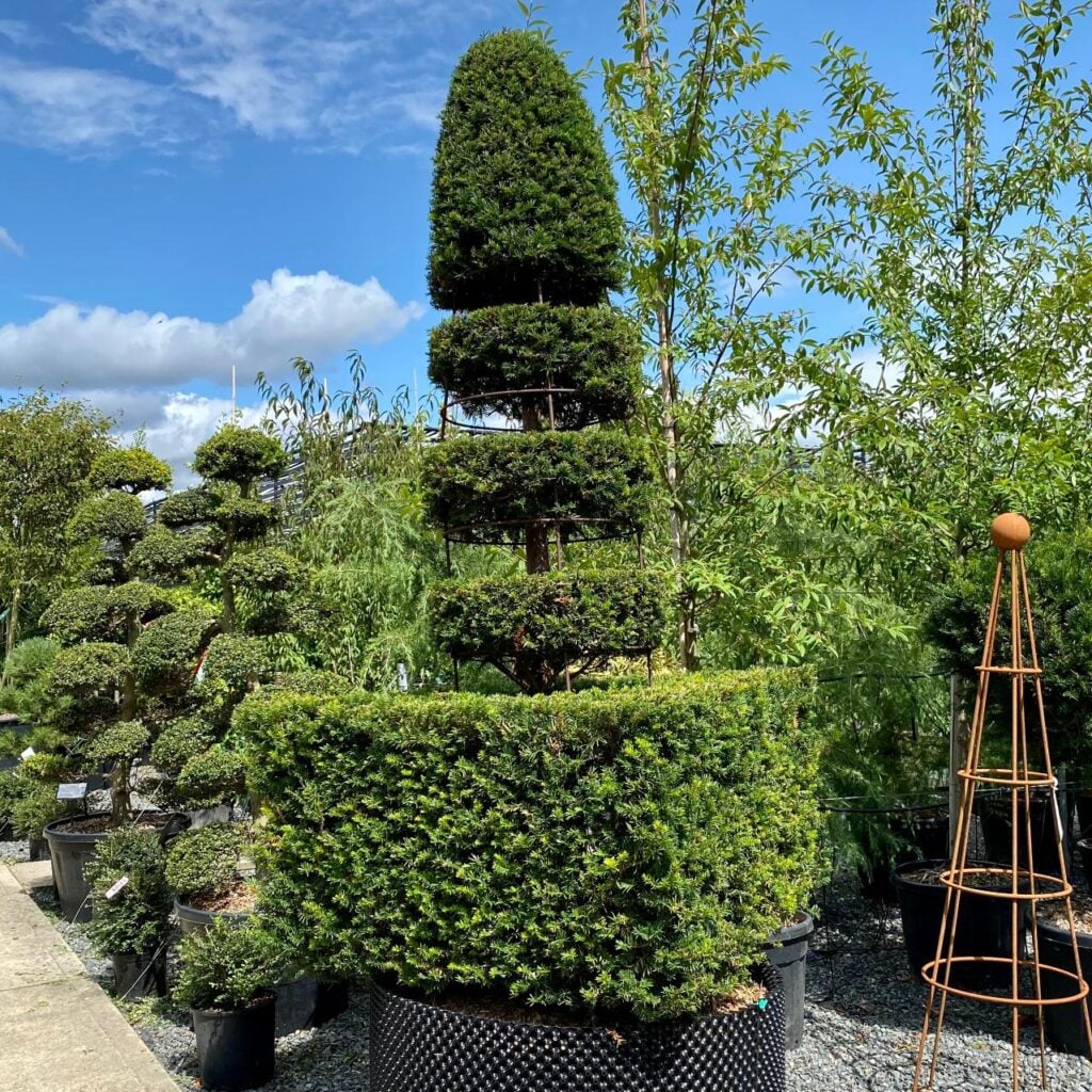 Taxus baccata - Topiary - Image 5