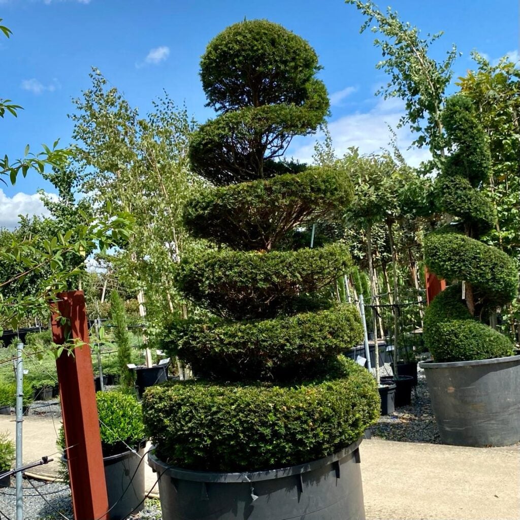 Taxus baccata - Topiary - Image 9