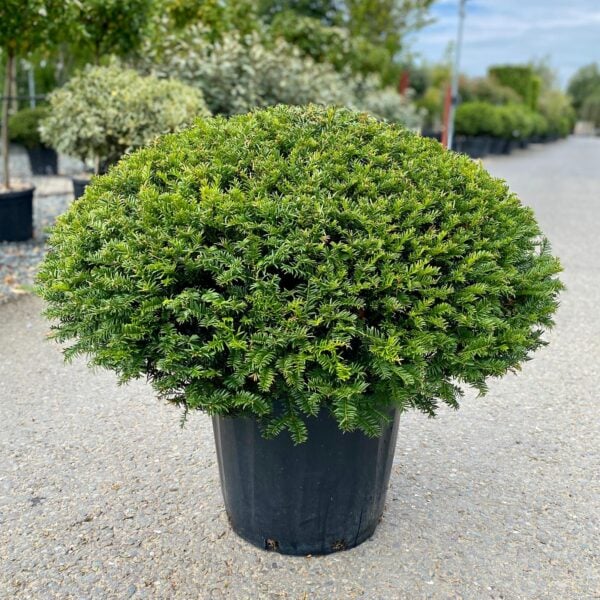Taxus baccata - Pillows (P2, TH1, N1, V1, BR1)
