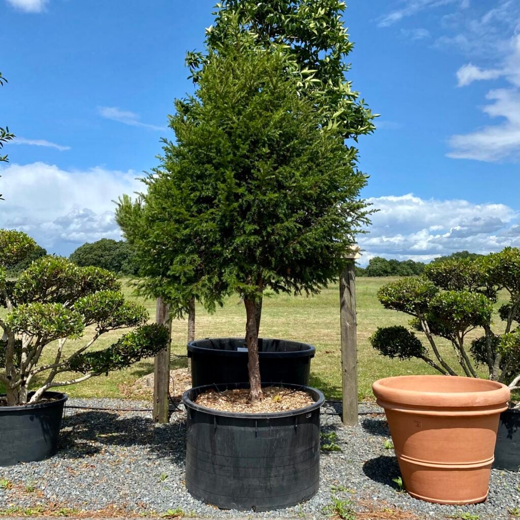Taxus baccata - Standards