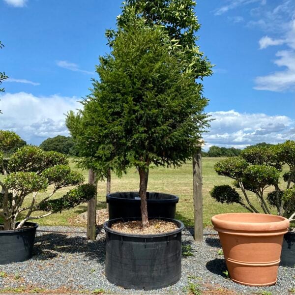 Taxus baccata - Standards (P2, TH1, N1, V1, BR1, HG1, ME1)