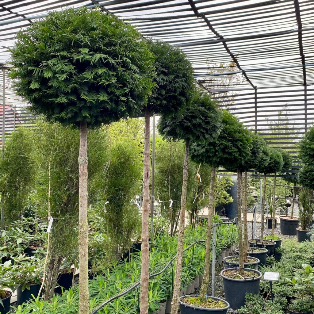 Taxus baccata - Standards - Image 3