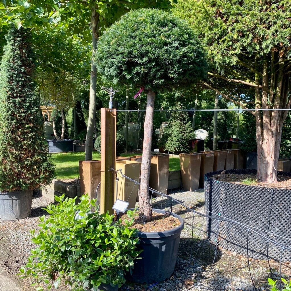Taxus baccata - Standards - Image 2