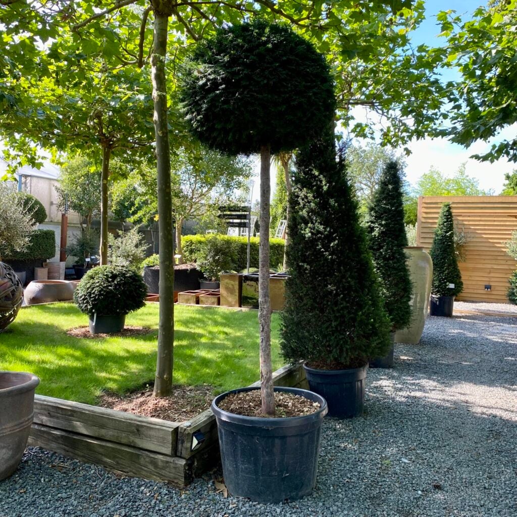 Taxus baccata - Standards - Image 5