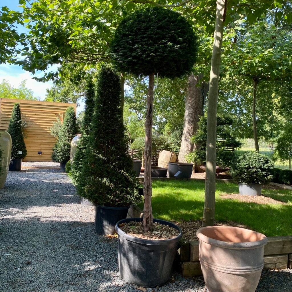 Taxus baccata - Standards - Image 4