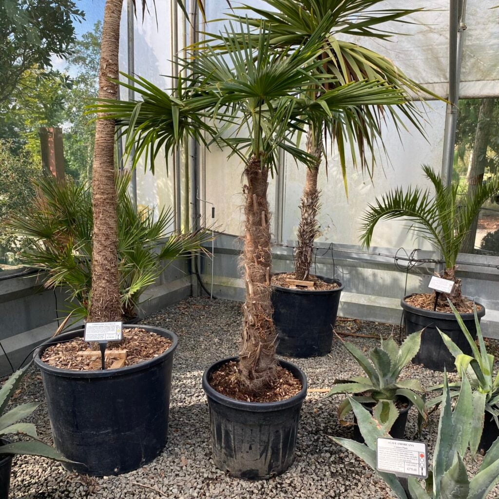 Trachycarpus fortunei - Image 6
