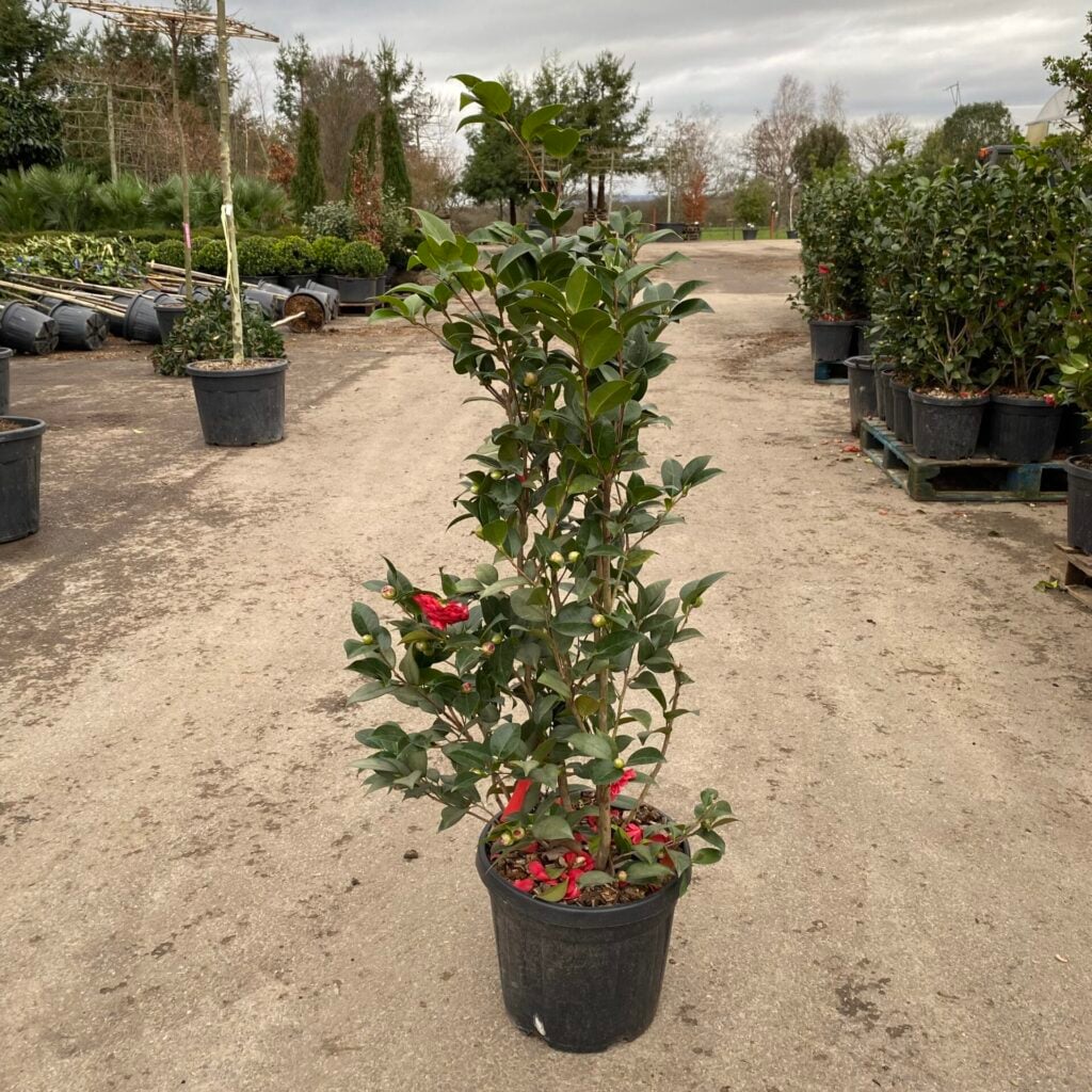 Camellia japonica 'Black Lace'