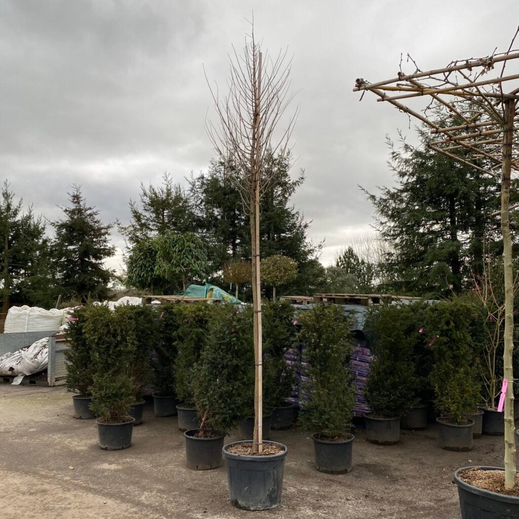 Taxodium distichum