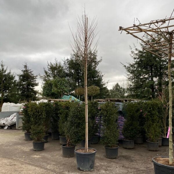 Taxodium distichum  (V1)