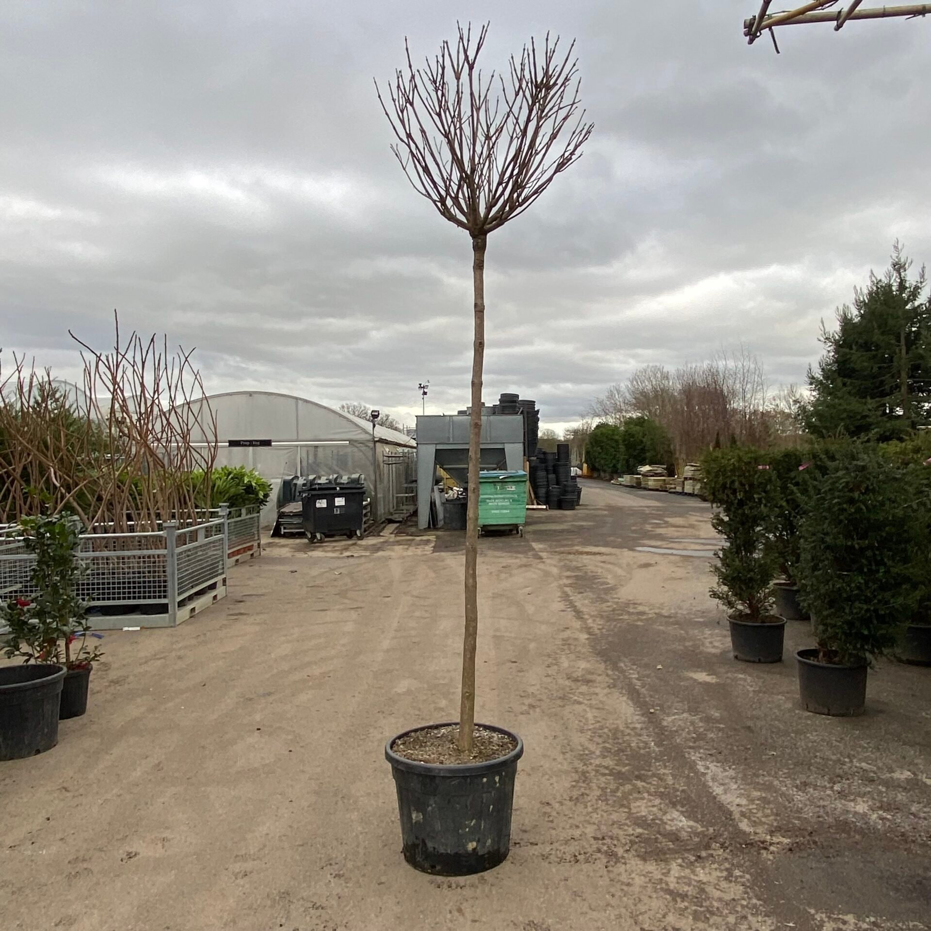 Catalpa bungei - Standards - Image 2