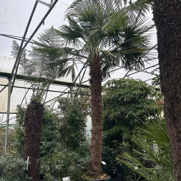 Trachycarpus fortunei (V1, PH1, CAV1)