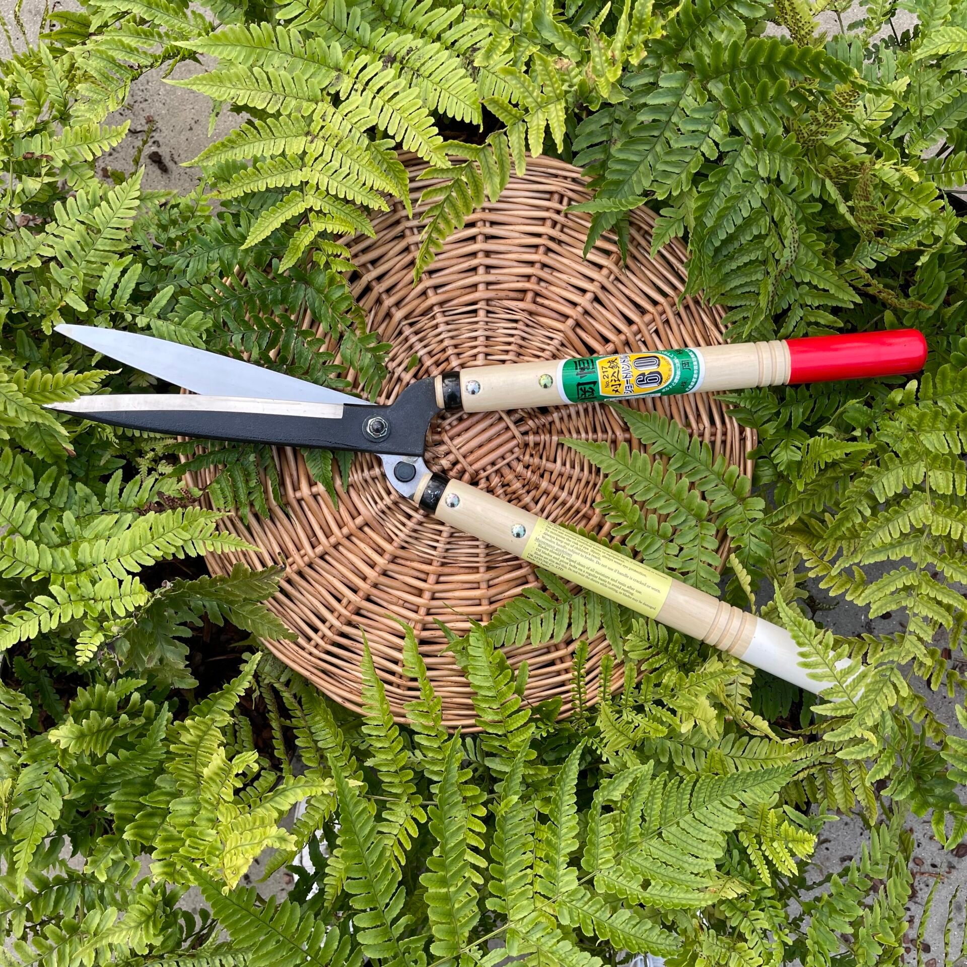 Niwaki Shears 'Okatsune'