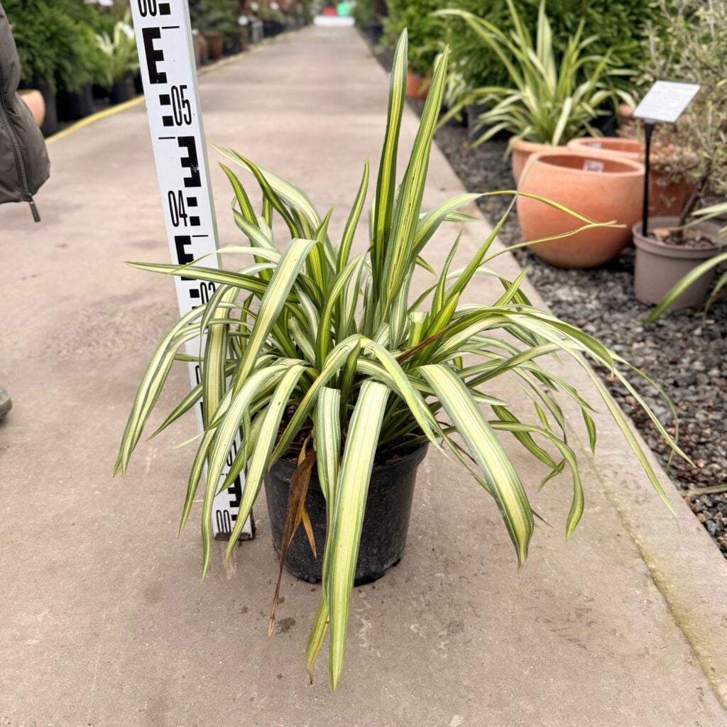 Phormium tenax 'Yellow Wave'