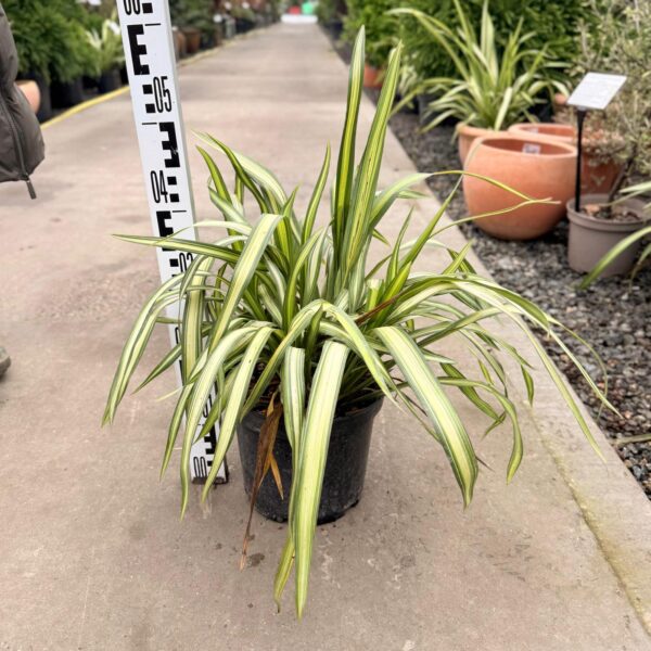 Phormium tenax 'Yellow Wave' (OB1)