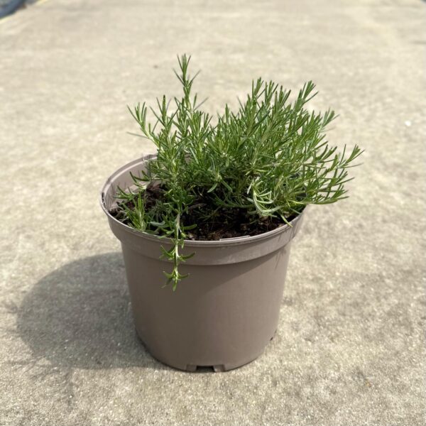 Rosmarinus officinalis 'Repens'  (HG)