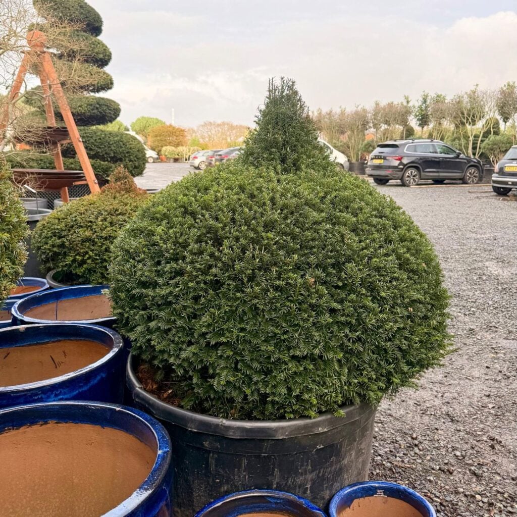 Taxus baccata - Topiary - Image 13