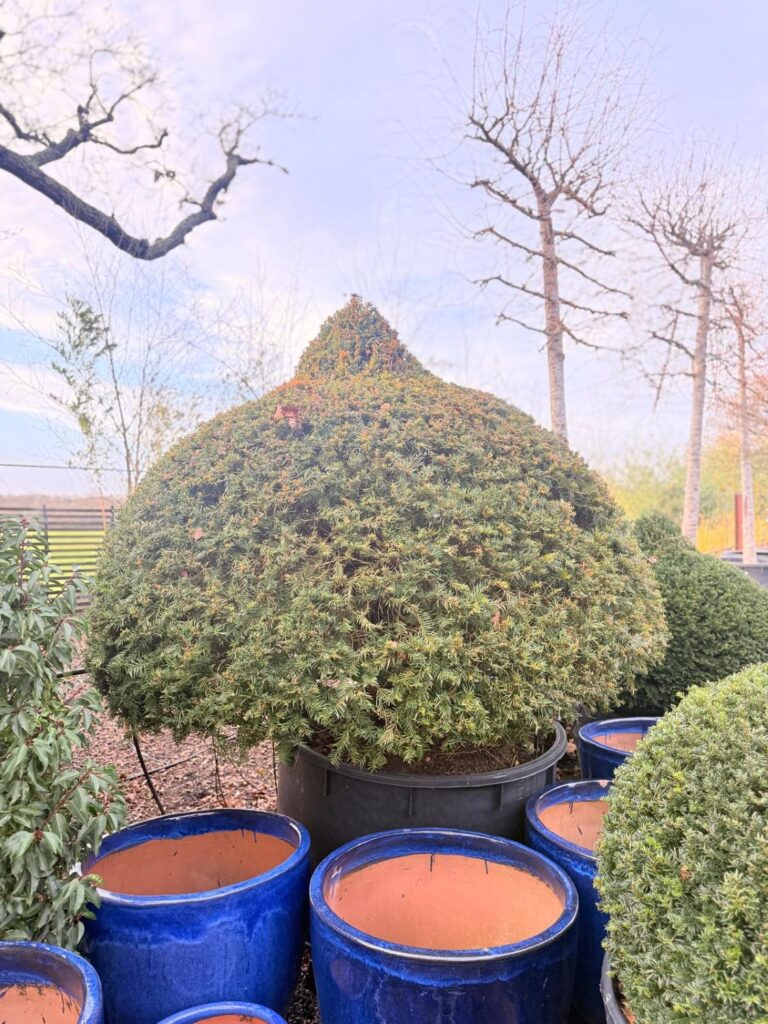 Taxus baccata - Topiary - Image 14